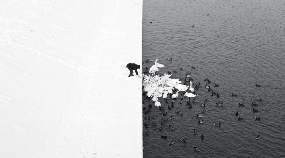 Marcin Ryczek, A Man Feeding Swans in the Snow, © Marcin Ryczek