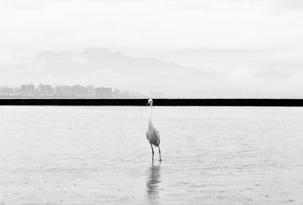 Marcin Ryczek, Hiroshima, Phoenix Rising From The Ashes © Marcin Ryczek