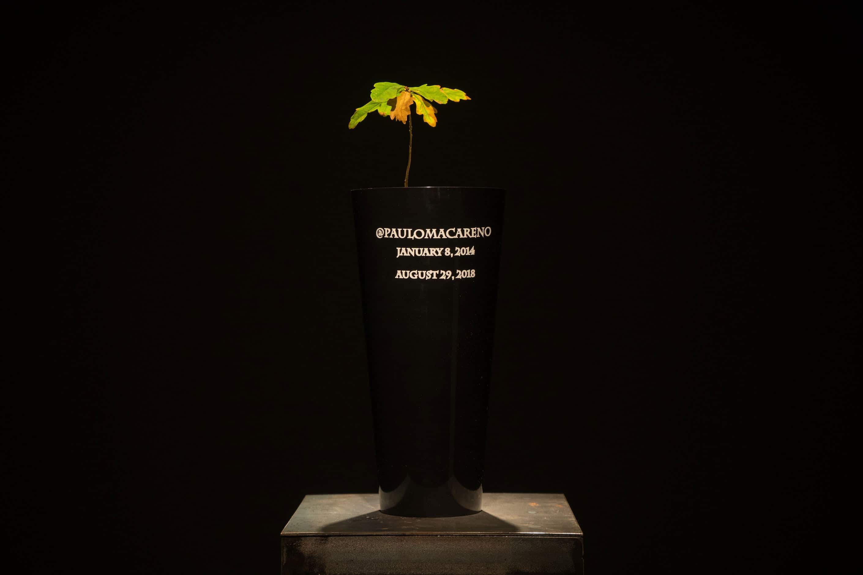 Piotr Krzymowski, @paulomacareno, bio-urn with cremated photographs published by @paulomacareno, 15 x 50 cm, 2019, Homo cellularis exhibition, Toruń, 2019, photo by Dawid Paweł Lewandowski 