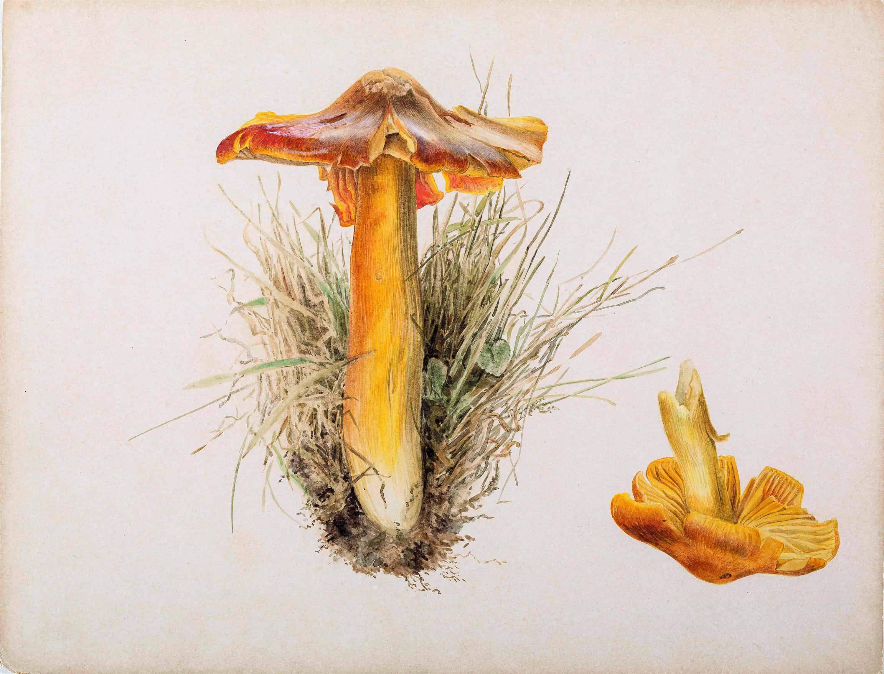 Beatrix Potter, Hygrophorus puniceus, pencil and watercolour, 7.10.1894, collected at Smailholm Tower, Kelso, courtesy of the Armitt Trust