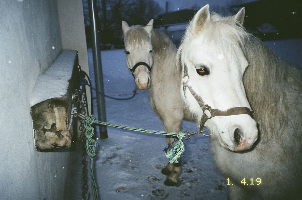 I have never been obsessed with horses until much later in my life, after my dad died and my mom met a new boyfriend from Austria. It took me a long time to accept him. Yet, in a strange way I became immediately fascinated with his horses