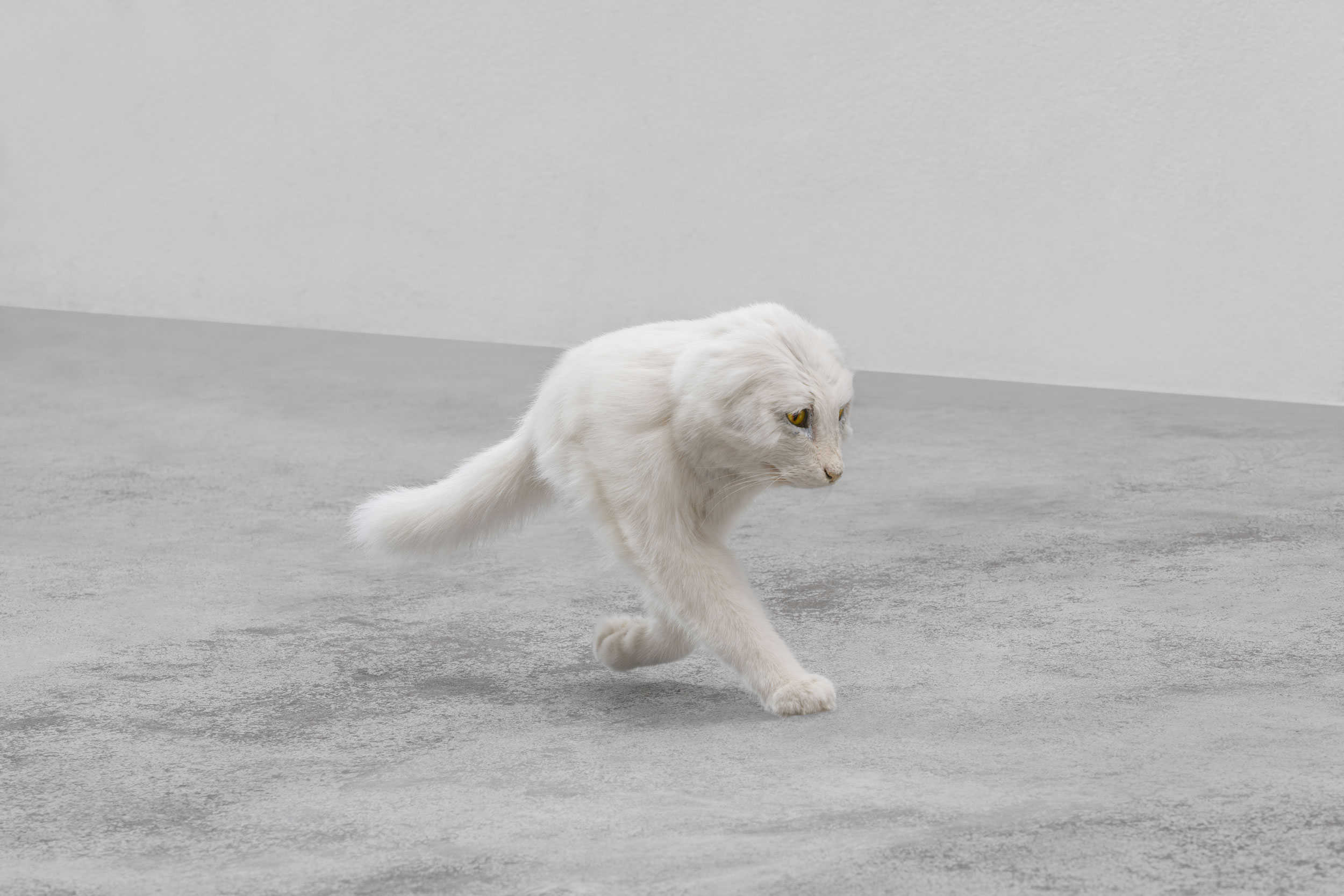 Eva & Franco Mattes, Half Cat, installation view, 2020. Photo: Delfino Sisto Legnani © Eva & Franco Mattes