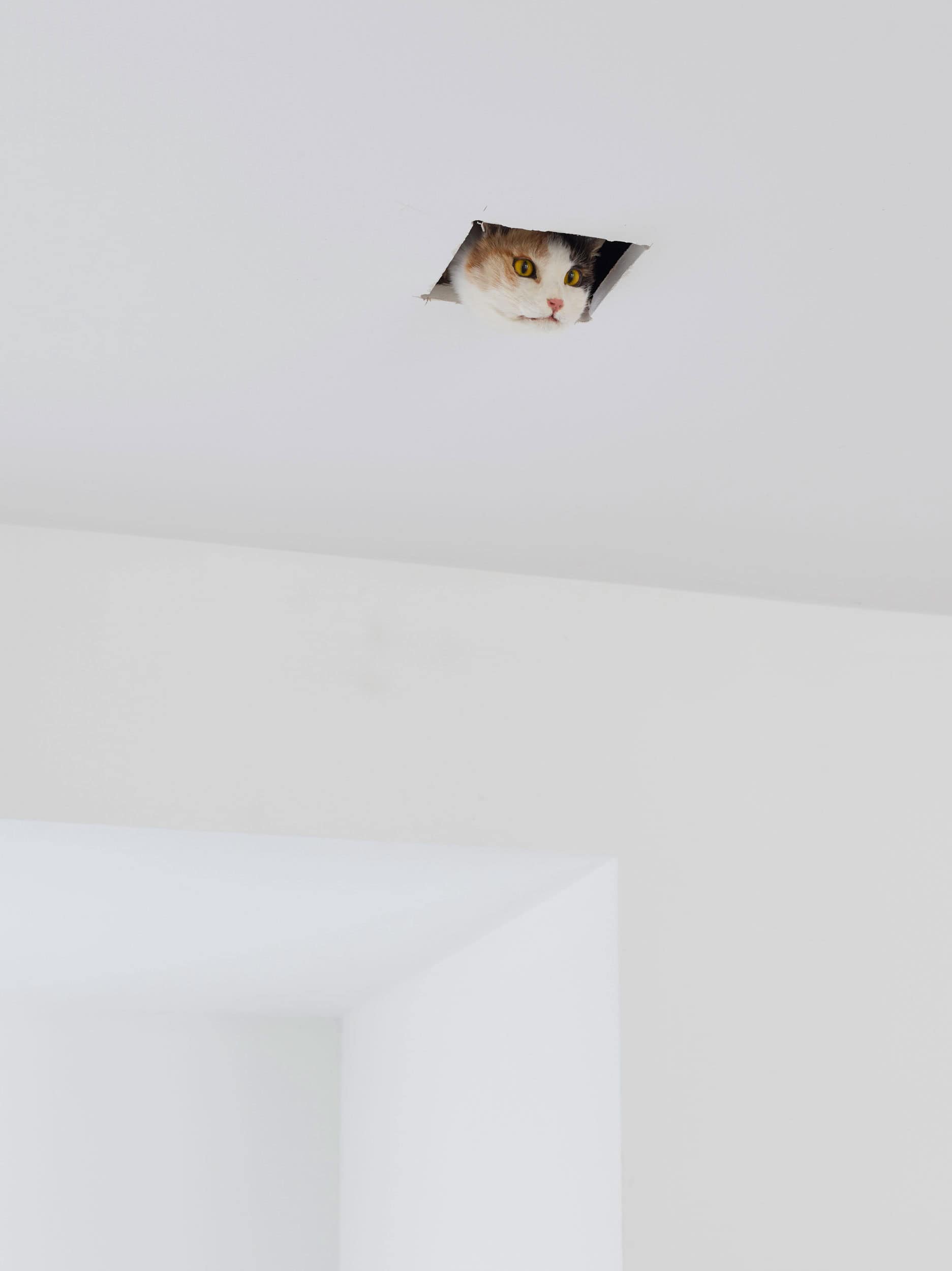 Eva & Franco Mattes, Ceiling Cat, 2016. Installation view Eva & Franco Mattes – Dear Imaginary Audience, Fotomuseum Winterthur, until 24.05.2021. © Benedikt Redmann/Fotomuseum Winterthur