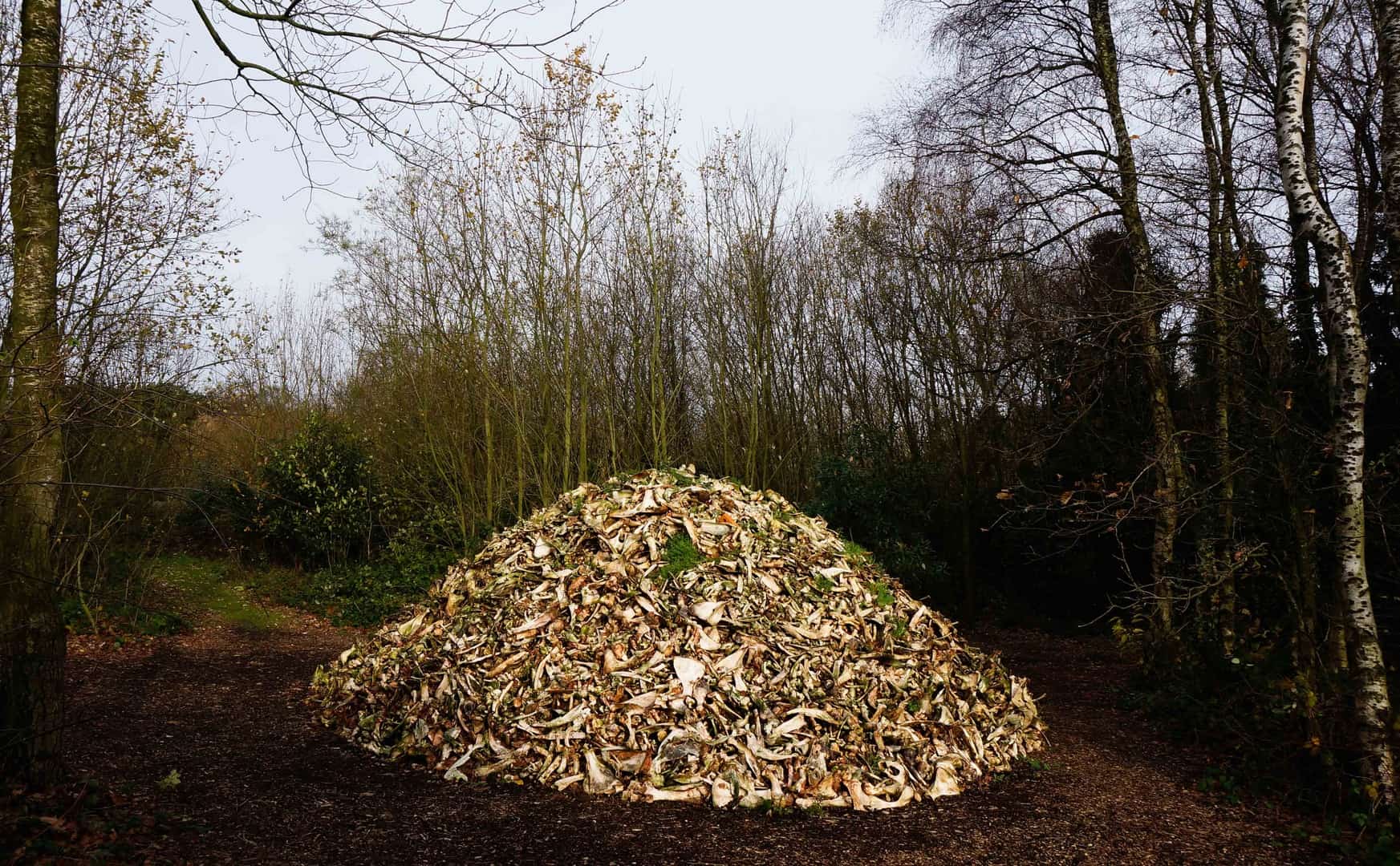 Herman de Vries, In Memoriam de Koien, 2015, The Verbeke Foundation. Photo by Marek Wolynski