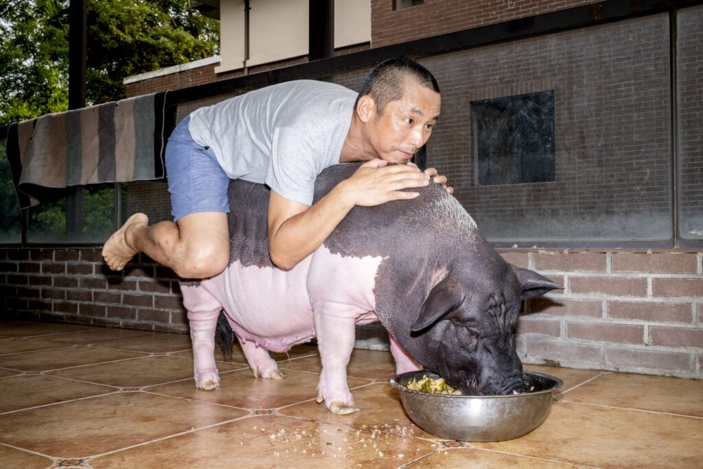 Fotofestiwal 2026, Feng Li, Main Programme, Pig