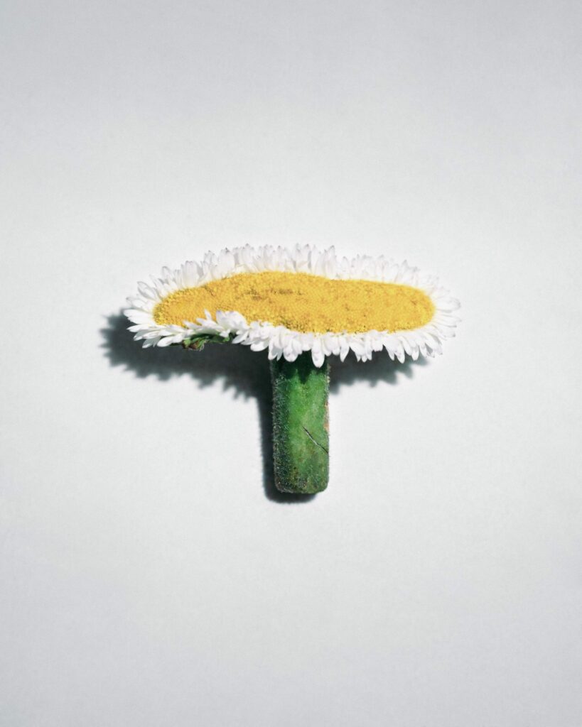 Fotofestiwal 2026, Natalia Kolbiarz, from the series Mutant Flowers, generative photography, 2026
