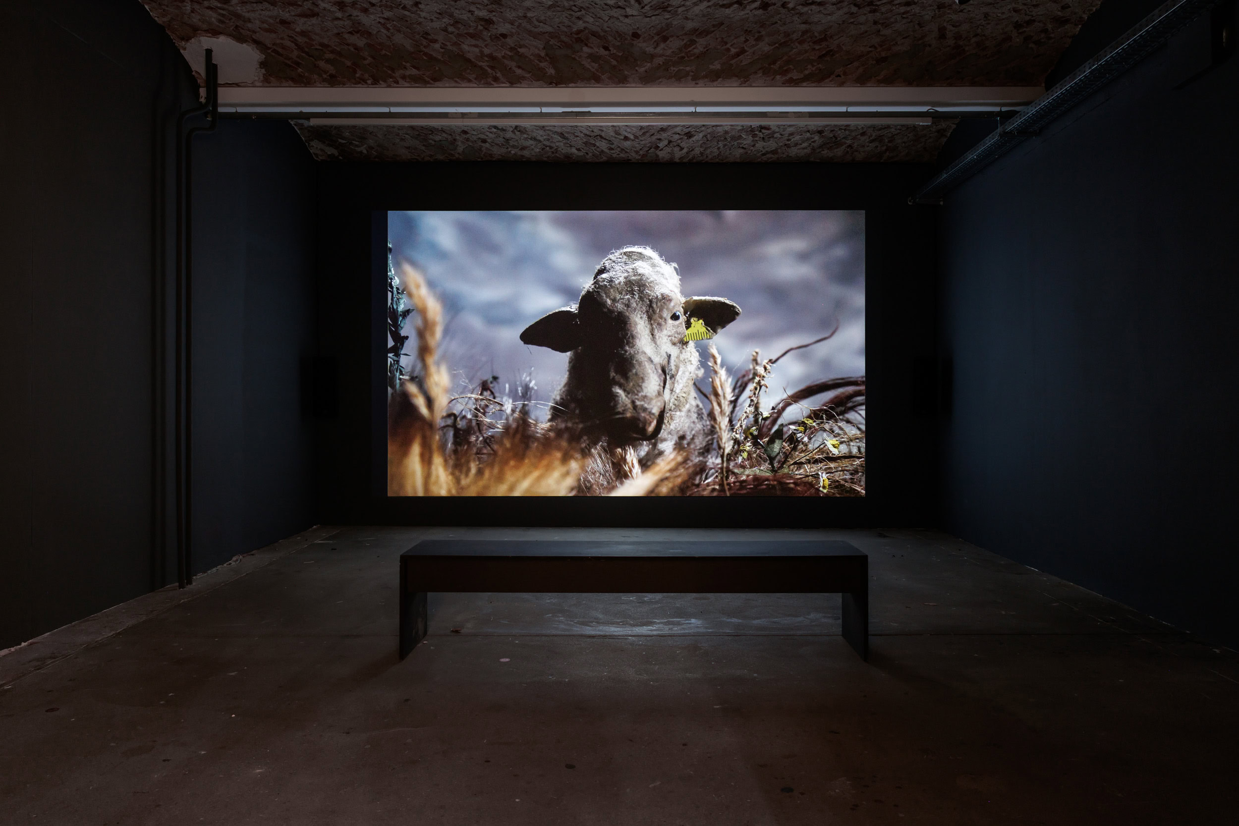 Dana Kavelina, Grey Earth, video still, 2026. Courtesy the artist. Installation view of the exhibition Kyiv Biennial – A Bird That Cannot Land at KW Institute for Contemporary Art, Berlin 2026. Photo: Frank Sperling